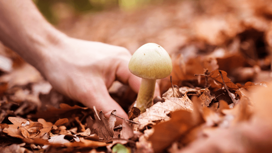 Eine Hand sammelt einen Pilz vom laubbedeckten Waldboden